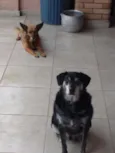 Meg e Maxx