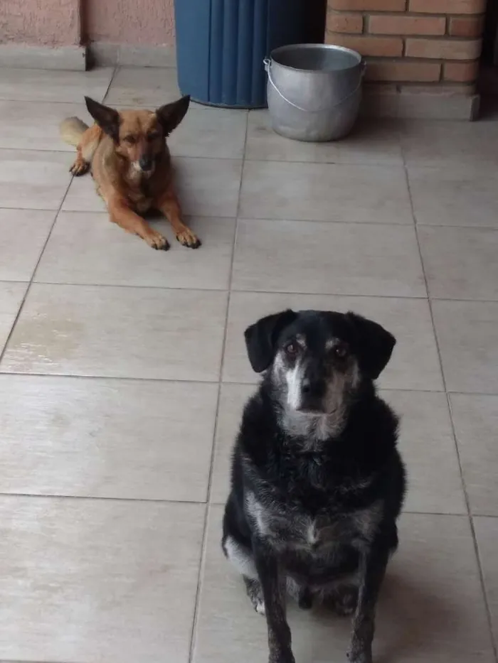 Cachorro ra a Vira lata idade 6 ou mais anos nome Meg e Maxx