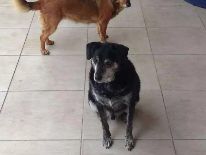 Cachorro ra a Vira lata idade 6 ou mais anos nome Meg e Maxx