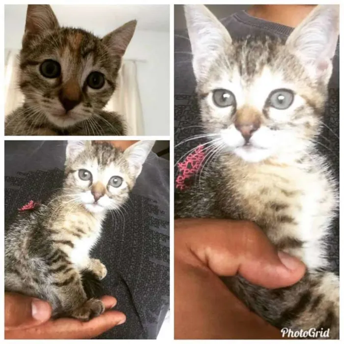 Gato ra a SRD idade 2 a 6 meses nome sem nome