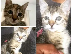 Gato raça SRD idade 2 a 6 meses nome sem nome