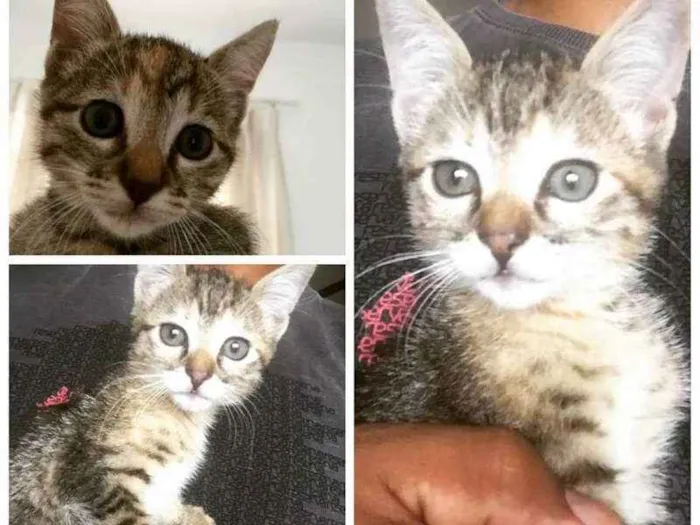 Gato ra a SRD idade 2 a 6 meses nome sem nome