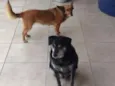 Meg e Maxx