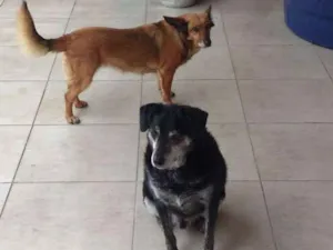 Cachorro raça Vira lata idade 6 ou mais anos nome Meg e Maxx