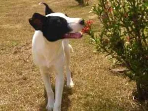 Cachorro raça Mistura Border Collie idade 2 a 6 meses nome Luna Vitória