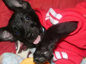 Cachorro raça Srd idade 2 a 6 meses nome Billy