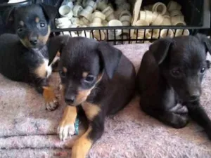 Cachorro raça Pinscher com vira lata idade Abaixo de 2 meses nome Sem nome