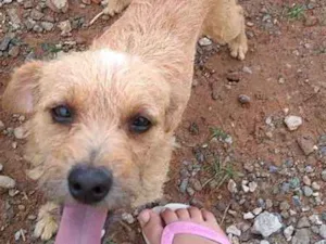 Cachorro raça  idade 1 ano nome mel