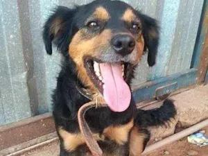 Cachorro raça  idade 2 anos nome xuxa