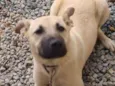 Bibi.branca .bobi