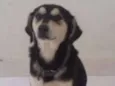 Raí