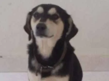 Cachorro raça  idade 1 ano nome Raí