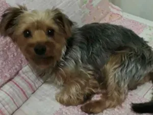 Cachorro raça Yorkshire  idade 1 ano nome Teo