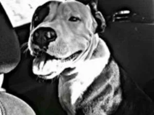 Cachorro raça American Pitbull idade 2 anos nome Heize