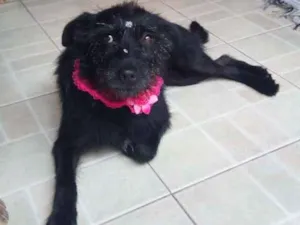 Cachorro raça vira latas idade 3 anos nome Valzinha
