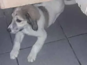 Cachorro raça Vira lata  idade 2 a 6 meses nome Ciba