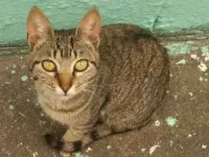 Gato raça Vira lata idade 2 a 6 meses nome Sem nome