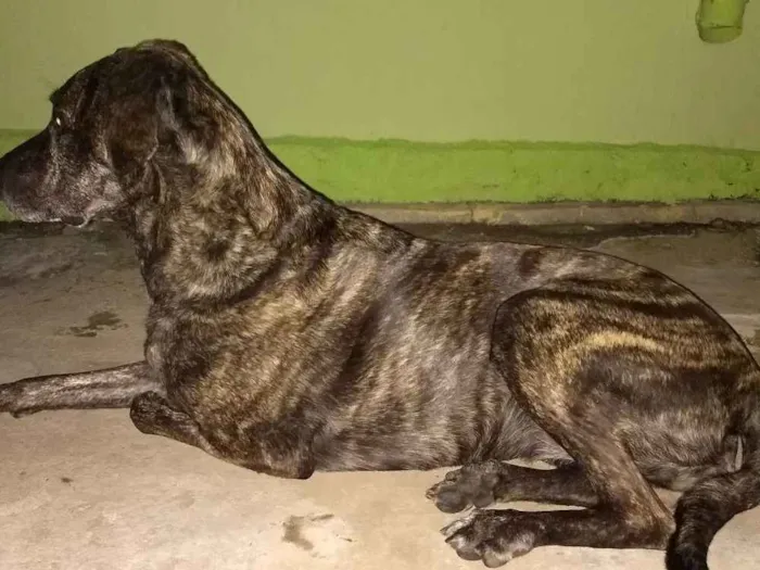 Cachorro ra a Mestiça idade 5 anos nome Manuela