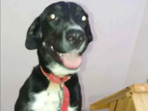 Cachorro raça desconhecida idade 7 a 11 meses nome Kimberly