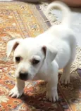 Greta
