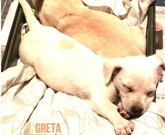 Cachorro ra a  idade 2 a 6 meses nome Greta