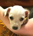 Greta