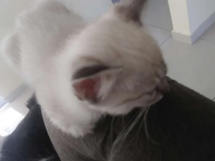 Gato ra a SRD idade 2 a 6 meses nome Rafaella