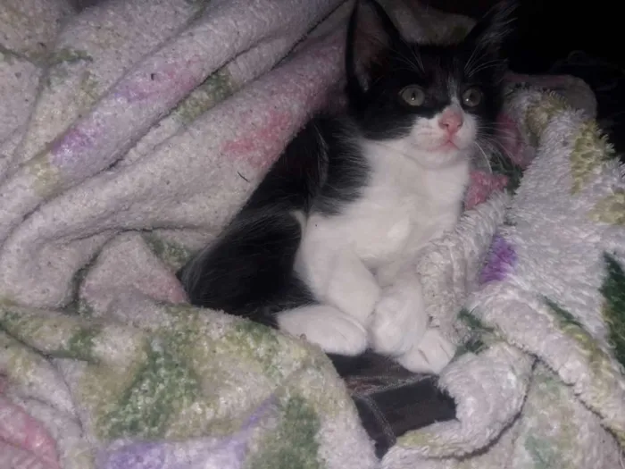 Gato ra a Sem raça  idade Abaixo de 2 meses nome Não tem 