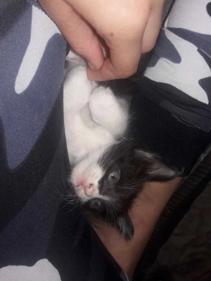 Gato ra a Sem raça  idade Abaixo de 2 meses nome Não tem 