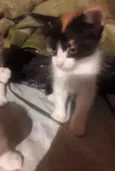 Não tem