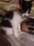 Pandora