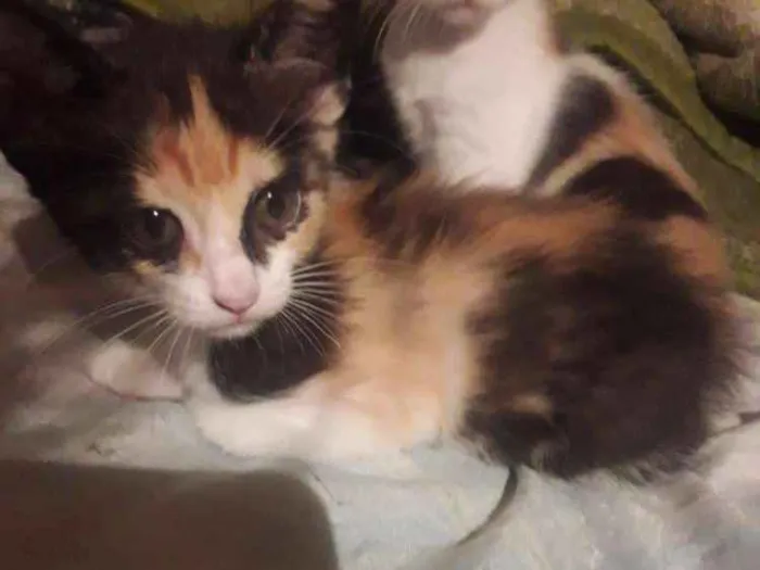 Gato ra a Sem raça idade Abaixo de 2 meses nome Não tem