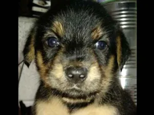Cachorro raça  idade Abaixo de 2 meses nome Katie