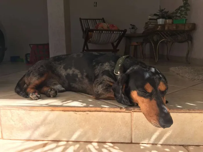 Cachorro ra a Basset  idade 6 ou mais anos nome Cavaco