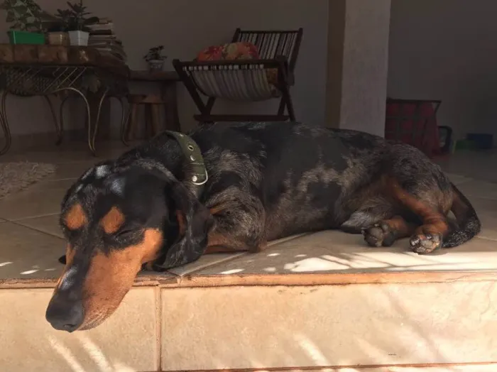 Cachorro ra a Basset  idade 6 ou mais anos nome Cavaco