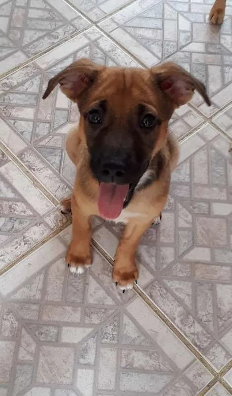 Cachorro ra a SRD idade 2 a 6 meses nome Charlote