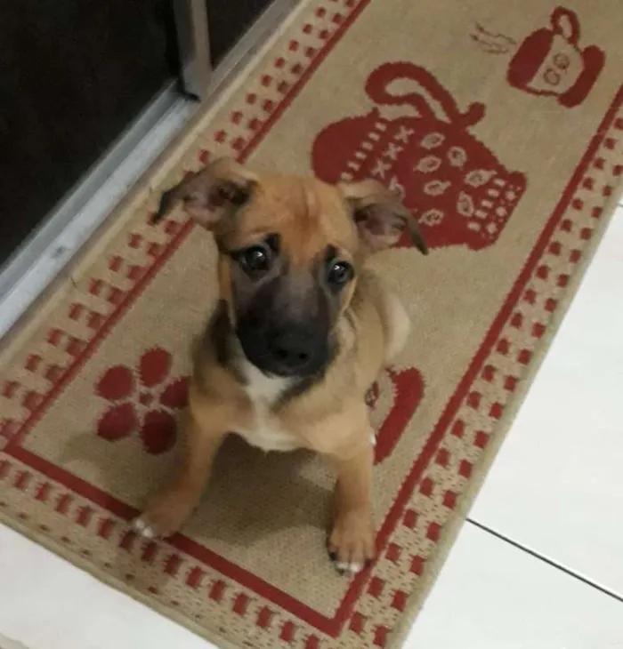 Cachorro ra a SRD idade 2 a 6 meses nome Charlote