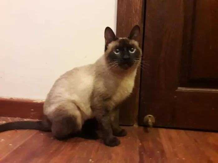 Gato raça srd idade 1 ano nome Lina