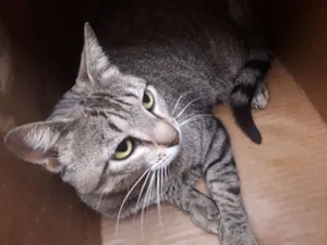 Gato raça srd idade 2 anos nome Marilda