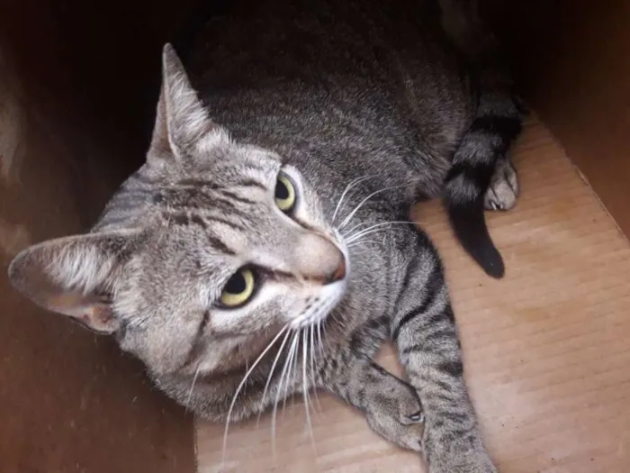 Gato raça srd idade 2 anos nome Marilda