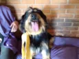 Pelucio