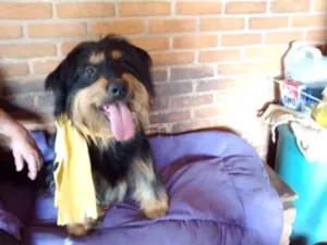 Cachorro raça Poodle idade 4 anos nome Pelucio