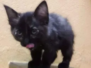 Gato raça srd idade 2 a 6 meses nome Mimi