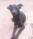 RAIMUNDINHA