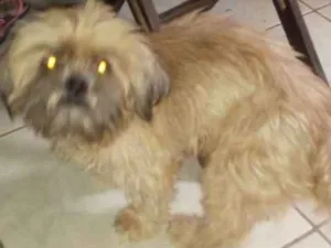Cachorro raça xitsus idade  nome luck