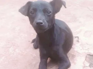 Cachorro raça  idade 2 a 6 meses nome RAIMUNDINHA 