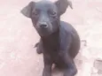 RAIMUNDINHA