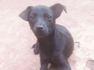 Cachorro raça  idade 2 a 6 meses nome RAIMUNDINHA 
