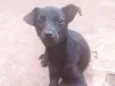 RAIMUNDINHA