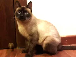 Gato raça srd idade 1 ano nome Lina